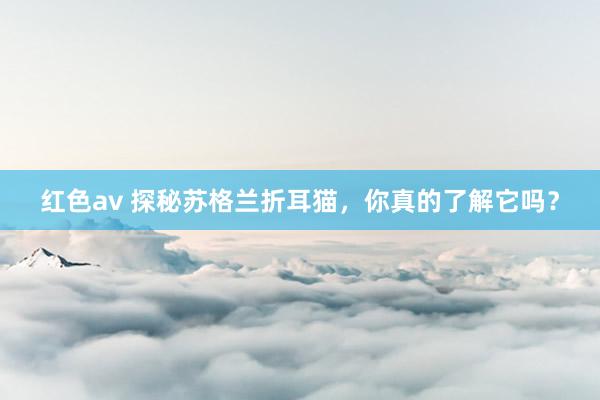 红色av 探秘苏格兰折耳猫，你真的了解它吗？