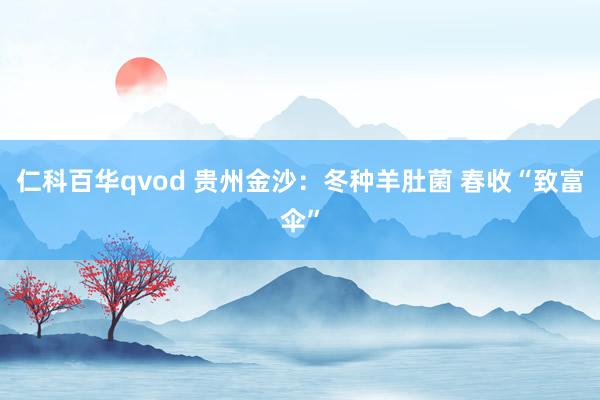 仁科百华qvod 贵州金沙：冬种羊肚菌 春收“致富伞”